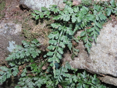 Asplenium montanum
