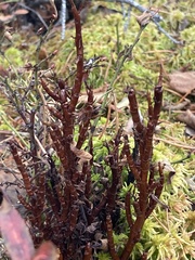 Calyptospora columnaris
