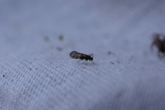 Philotarsus californicus