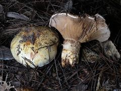 Cortinarius ponderosus