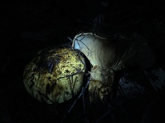 Cortinarius ponderosus