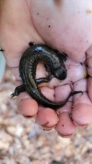 Desmognathus amphileucus