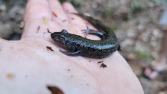 Desmognathus amphileucus