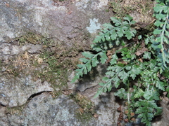 Asplenium montanum