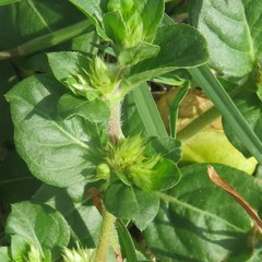 Alternanthera pungens