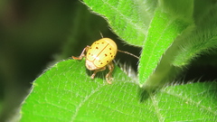 Cryptocephalus octodecimpunctatus