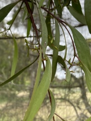 Muellerina eucalyptoides