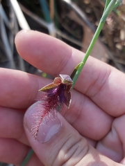 Calochilus gracillimus