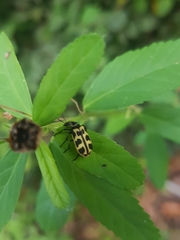 Astylus atromaculatus