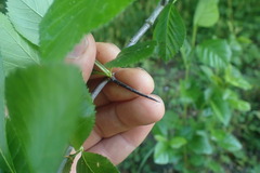 Crataegus crus-galli