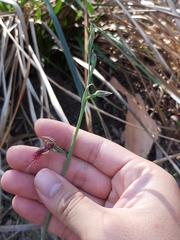 Calochilus gracillimus