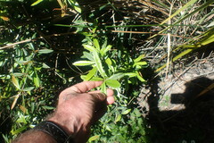 Berberis