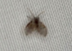 Clogmia albipunctata