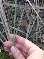 Calochilus gracillimus
