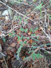Euphorbia villifera
