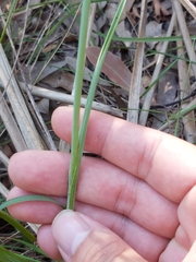 Calochilus gracillimus