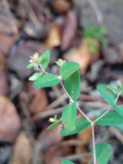 Euphorbia villifera