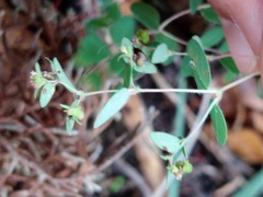 Euphorbia villifera