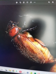 Holochelus