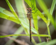 Hemicordulia continentalis