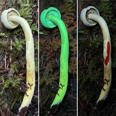 Gymnopilus punctifolius