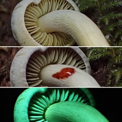 Gymnopilus punctifolius