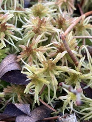 Sphagnum angustifolium