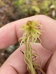Sphagnum angustifolium