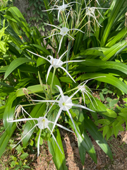 Hymenocallis