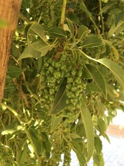 Phytolacca dioica