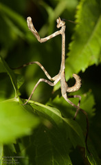 Pseudovates chlorophaea