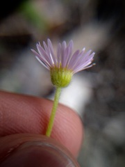 Erigeron modestus