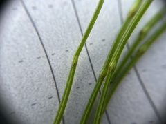 Equisetum