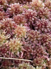 Sphagnum angustifolium