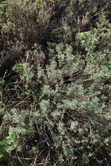 Artemisia santolinifolia