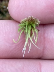 Sphagnum angustifolium