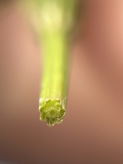 Equisetum