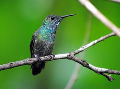 Chrysuronia versicolor