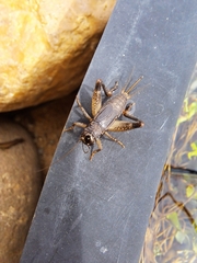 Teleogryllus commodus
