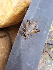 Teleogryllus commodus