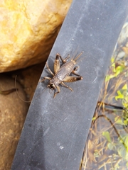 Teleogryllus commodus