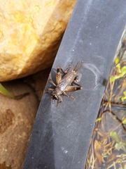 Teleogryllus commodus