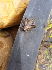 Teleogryllus commodus