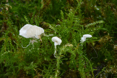Crepidotus