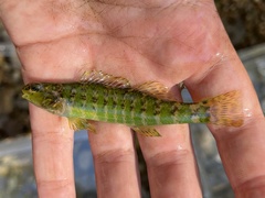 Etheostoma zonale