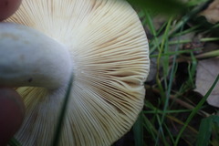 Russula ionochlora
