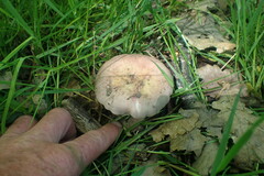 Russula ionochlora