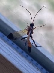 Ctenochares bicolorus