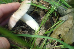 Russula ionochlora