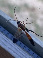 Ctenochares bicolorus